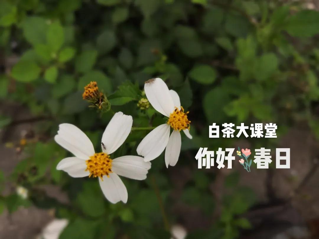 白茶是什么滋味,白茶讲的什么