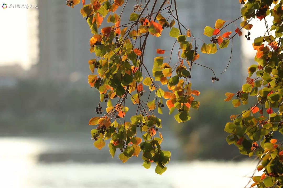 速来！园博苑有让*欲人**罢不能的季相变化之美，还有众多萌物陪伴你~