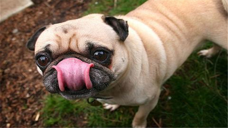 母大犬发情该怎么办,母小型犬发情爬跨如何缓解