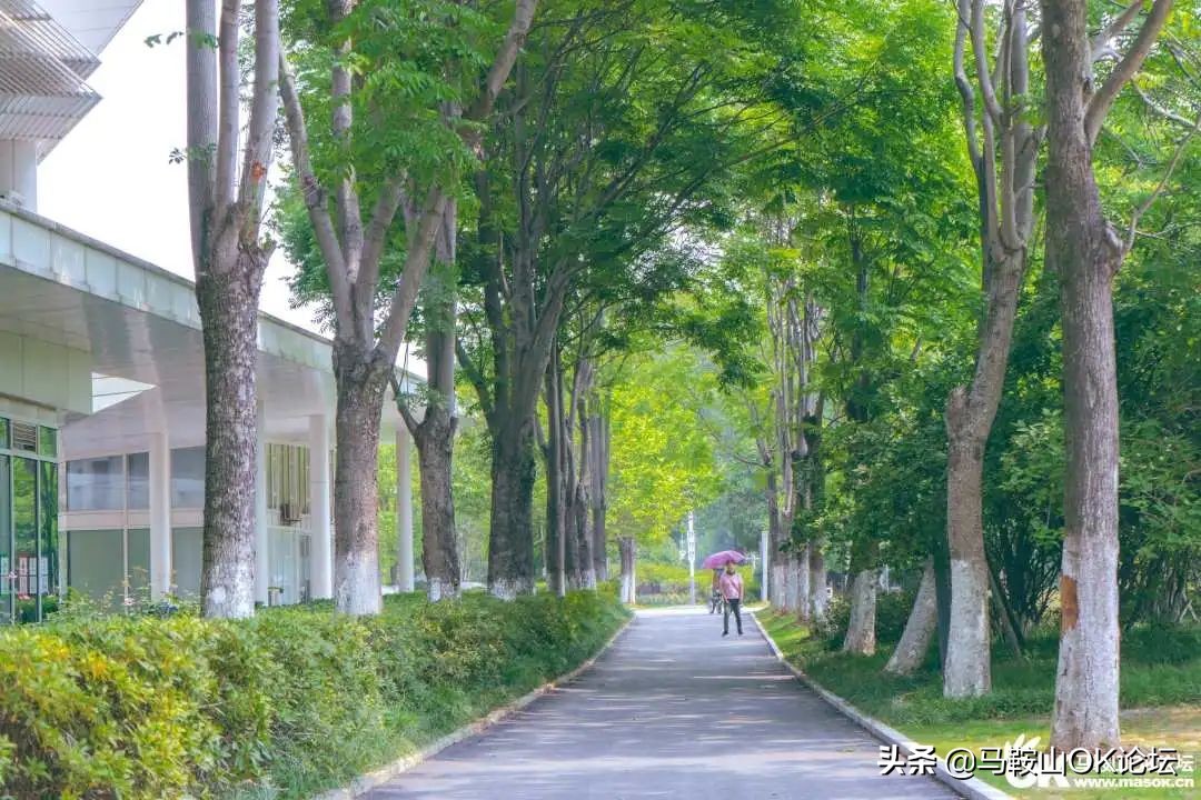 唰，就绿了！马鞍山夏天的n+1种样子