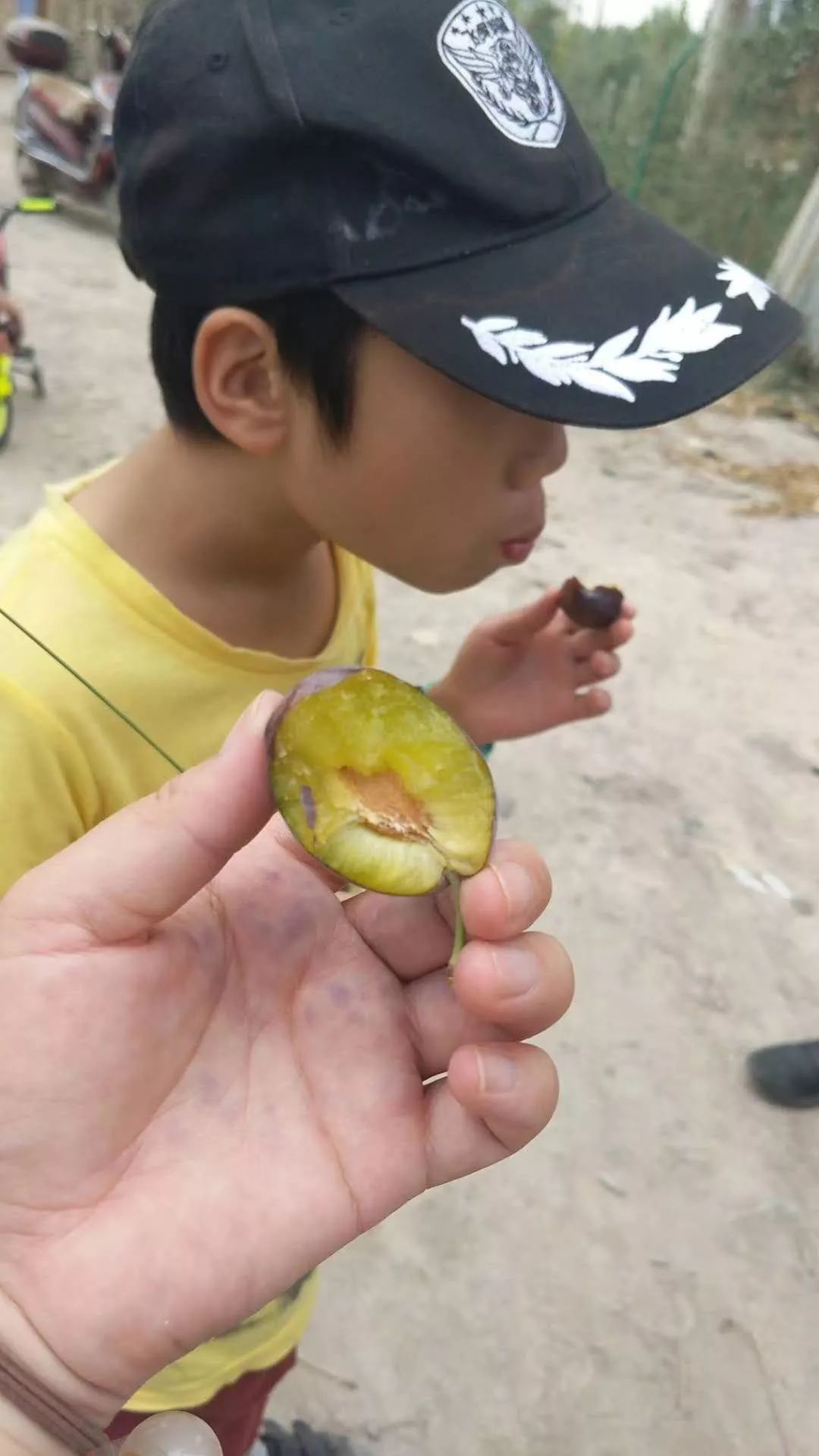 西梅都能怎么样吃呢,西梅如何加热吃比较好吃