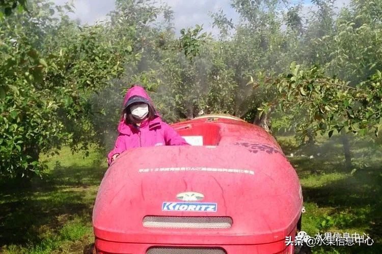 日本苹果种植现状,为什么日本苹果质量比中国的好