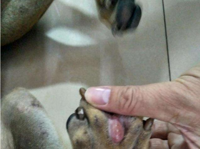 宠物生病常用药有哪些药膏好用点,宠物常备20种药