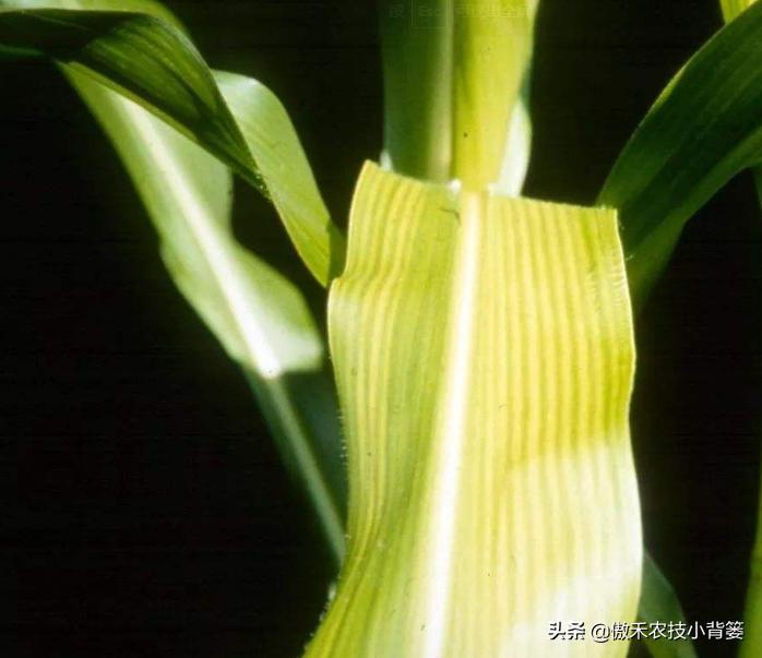花卉绿植黄叶枯叶如何处理,花卉绿植黄叶原因是什么