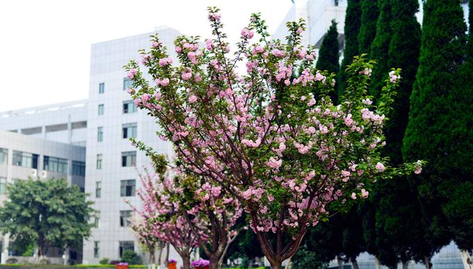 绵阳南山实验中学历年211上线率,绵阳南山中学高中学费一年多少钱