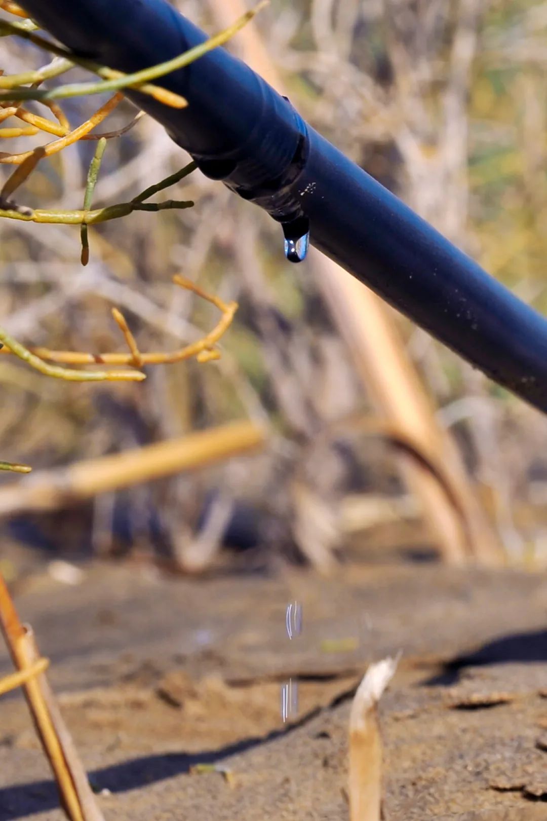 中国植树造林成果国外有什么看法,植树造林改造沙漠