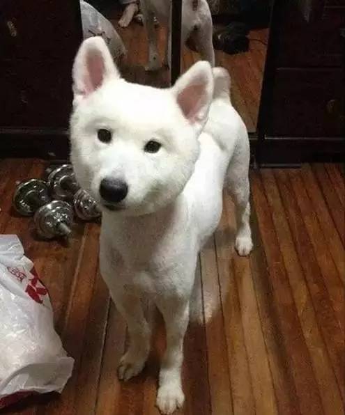 给萨摩耶犬剃毛,给萨摩耶剃毛怎么才能让它不动