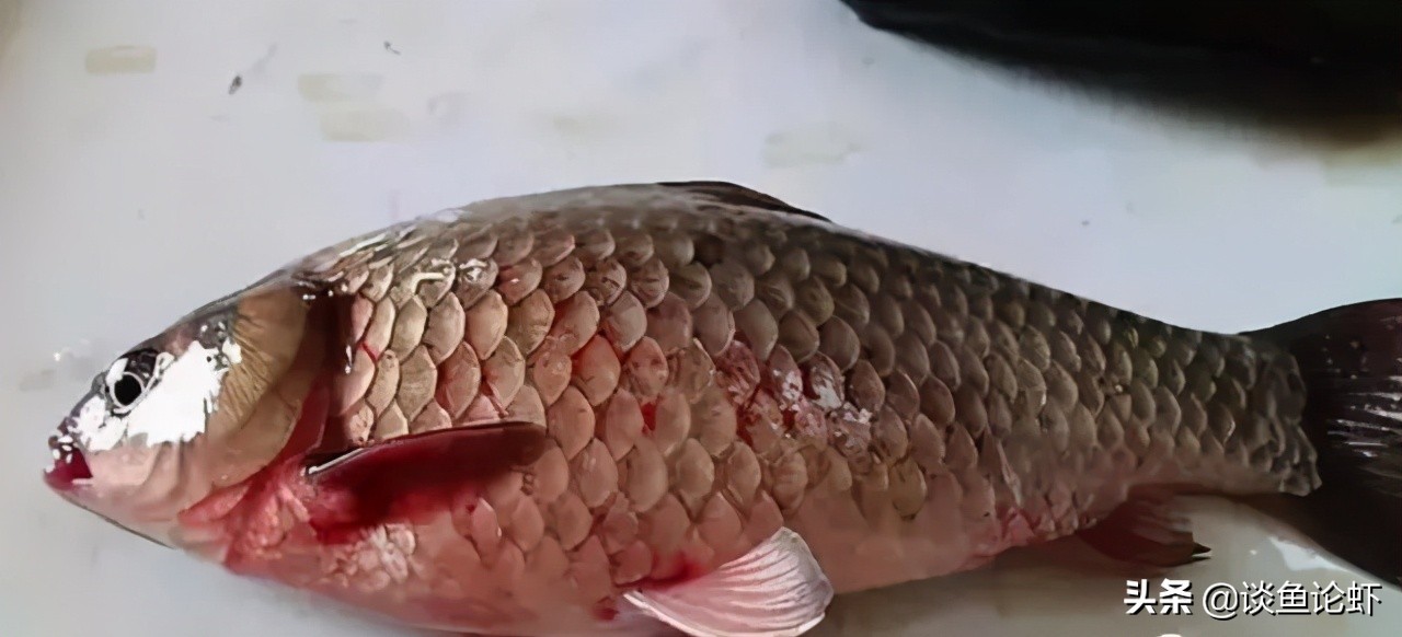 淡水鱼细菌性败血症的病理变化,淡水鱼细菌性败血症影响