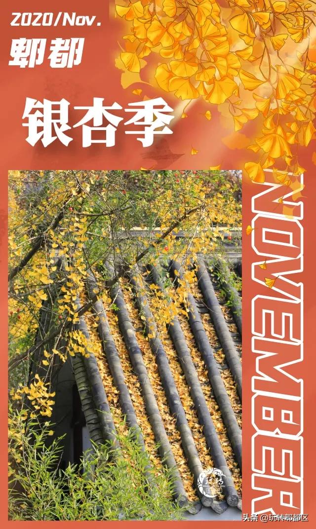 郫都区十大银杏打卡地,郫都区看银杏最好的地方