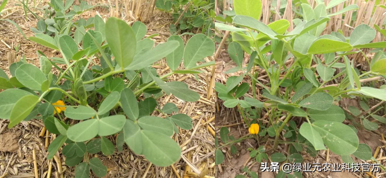 夏播花生高产栽培技术,花生初花期喷什么高产
