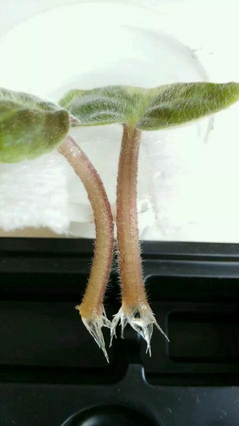 塑料瓶绑在月季上能生根吗视频,水扦插适应哪些花卉