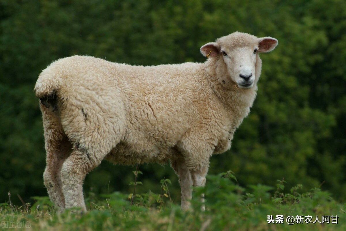 2023年养羊前景如何什么品种好,养羊前景