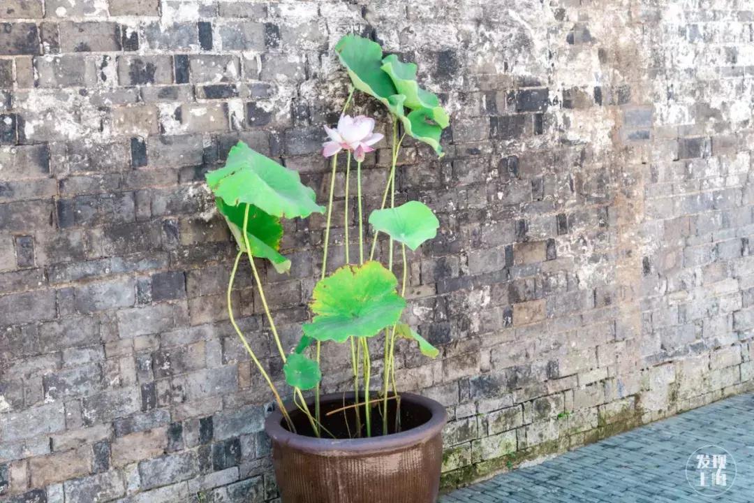 傅雷上海故居产权,浦东航头傅雷故居