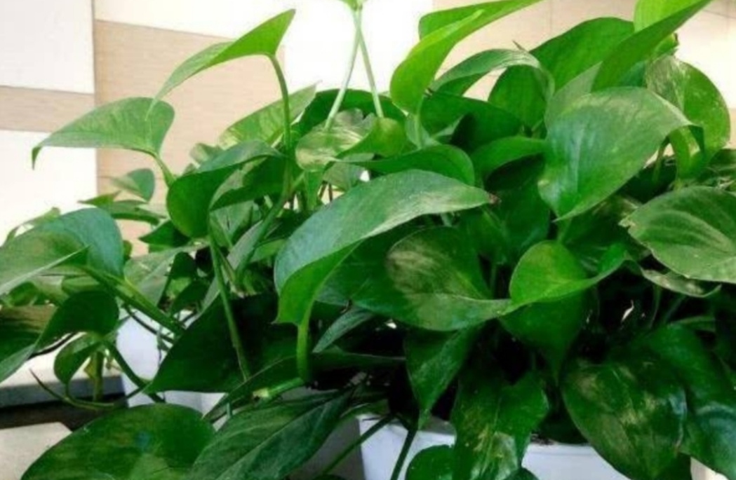养绿萝只放水,绿萝怎么养才能更旺盛不用肥料养
