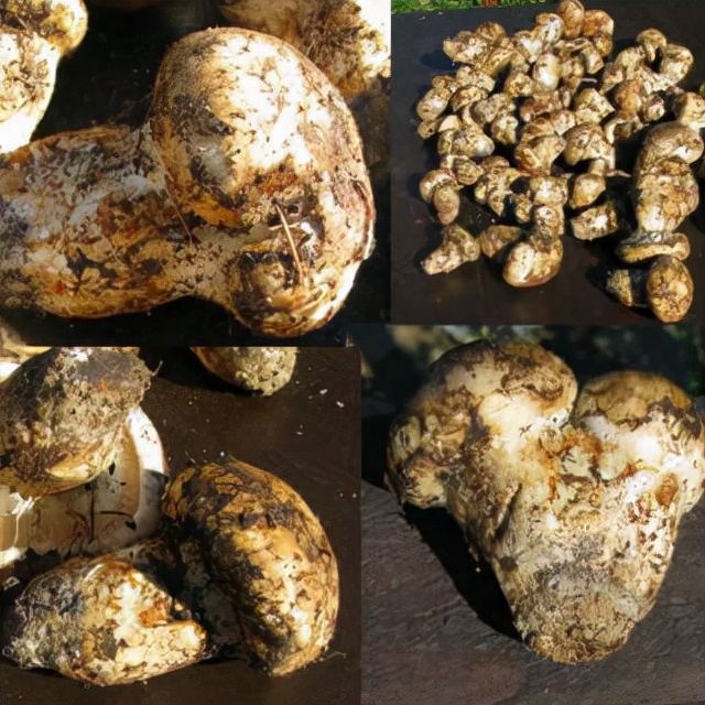 一文读懂世界各国税收,全球最好的松茸是哪里的