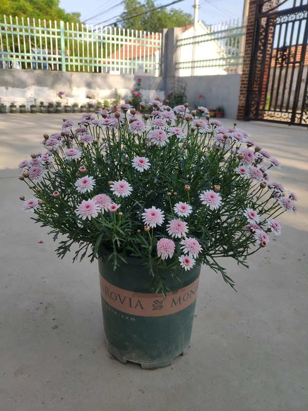 玛格丽特最好养的花,玛格丽特花期多长时间能养成花球