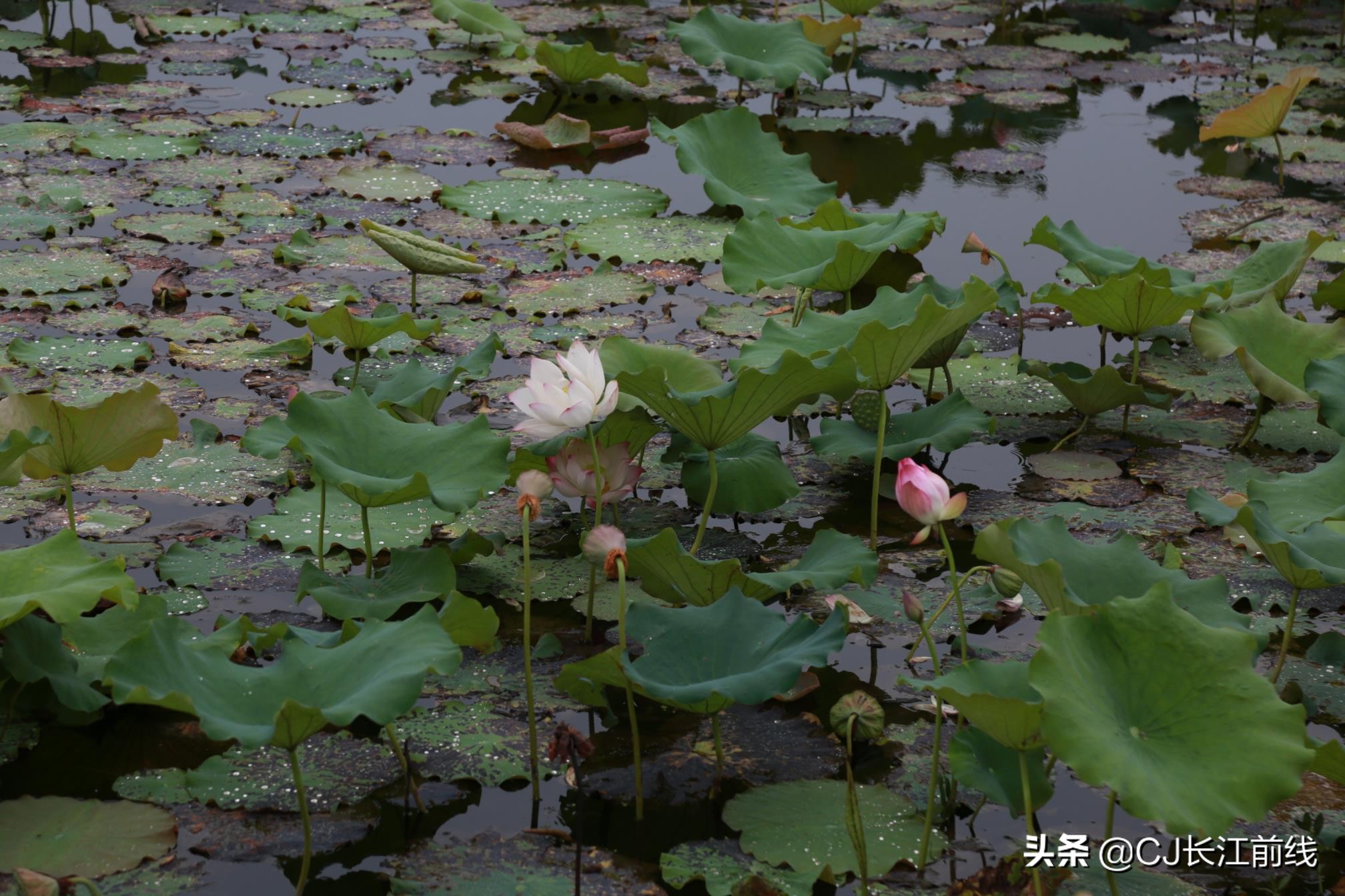 淮滨谷堆杨湾最新消息,淮滨谷堆杨湾风景