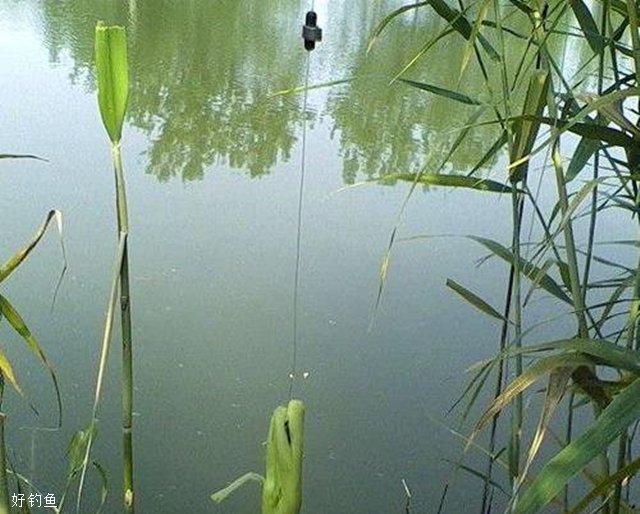 鱼塘草鱼怎么钓最快最有效,鱼塘钓草鱼技巧和方法路亚