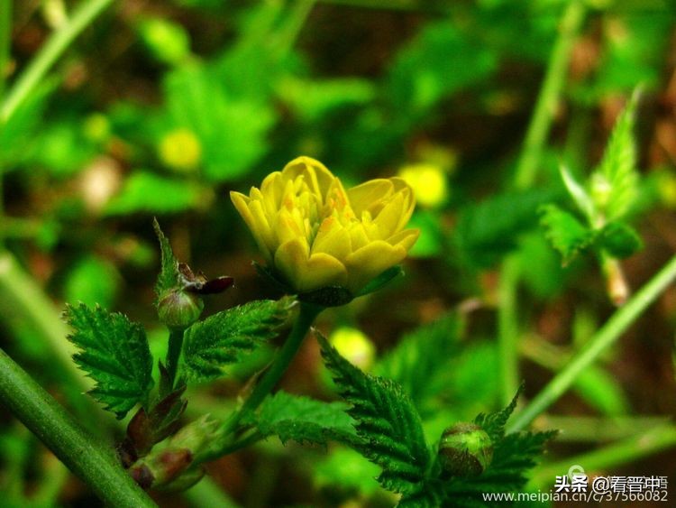 山西农大美丽的校园,山西农大校园风光