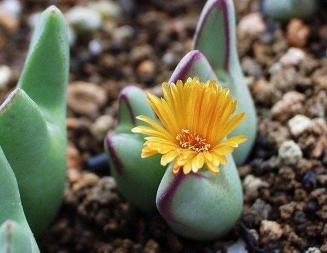 养生石花需要肥料吗,养生石花的养殖方法