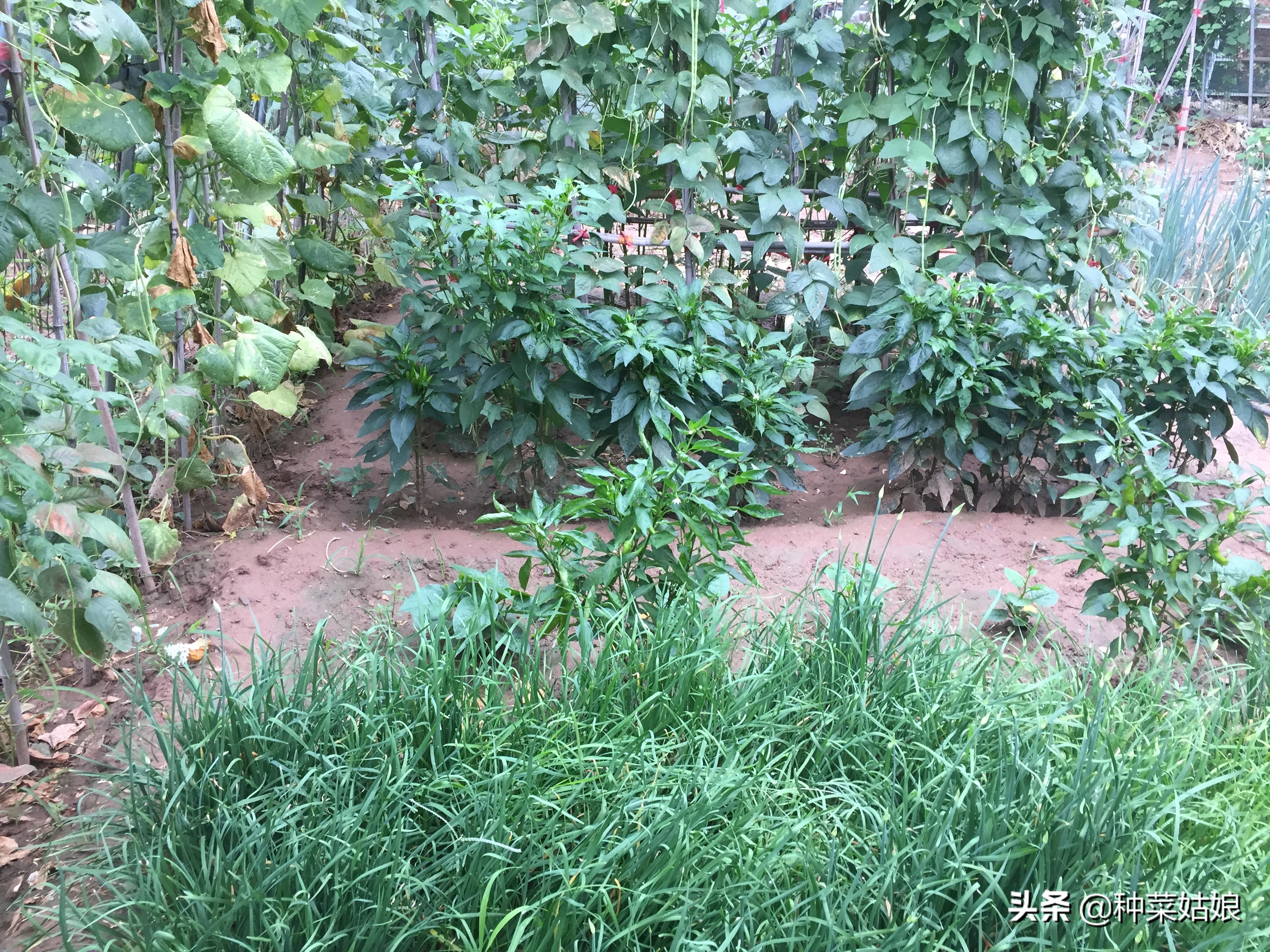 雨季种植大棚蔬菜要点,雨季种的蔬菜老是死怎么办