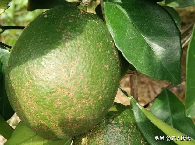 柑橘树脂病沙皮病特效药大全,柑橘树脂病是脂点黄斑病吗