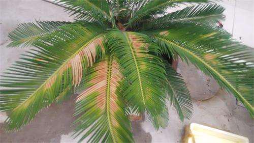 盆栽苏铁的叶片发黄了能恢复吗,苏铁叶子黄了是什么问题