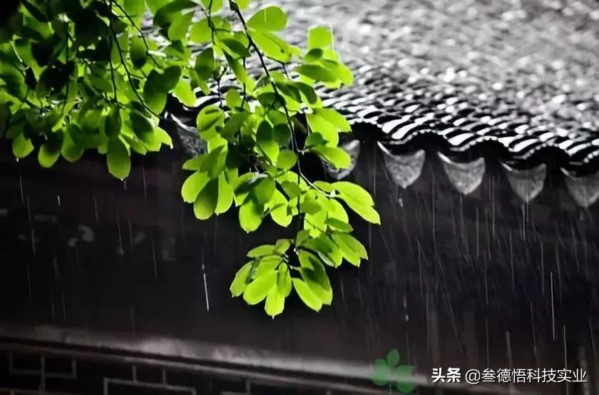 檀香线香受潮还能用吗,请问大家线香受潮发霉了该怎么办