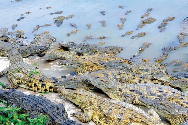 鳄鱼的知识解说视频,鳄鱼知识科普幼儿