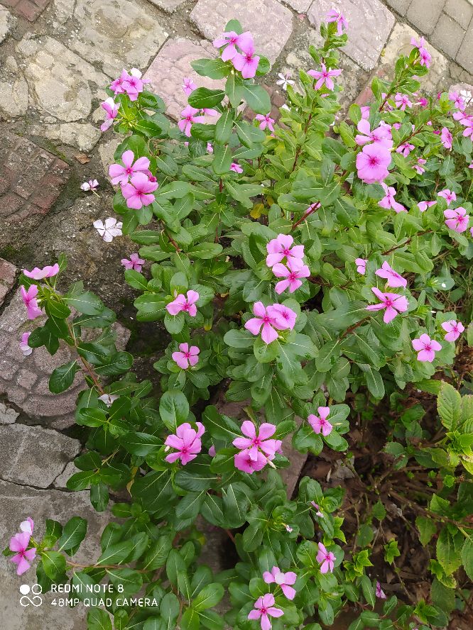乘风破浪宁静和小花,宁静的小花