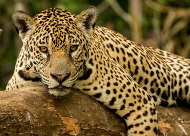 日本大阪须知,第一次去日本大阪购物