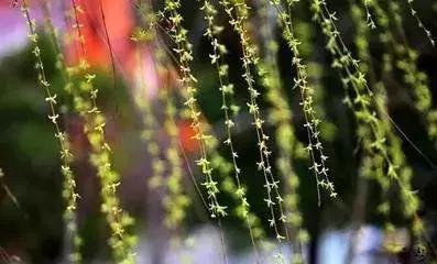 15种最美丽的花,15种开紫花的植物图片