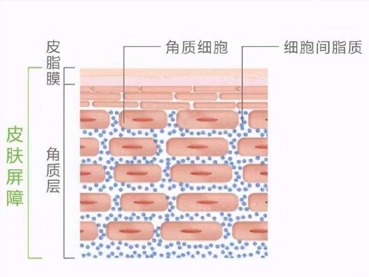 角质层薄的用什么产品最好,角质层薄注意事项及禁忌