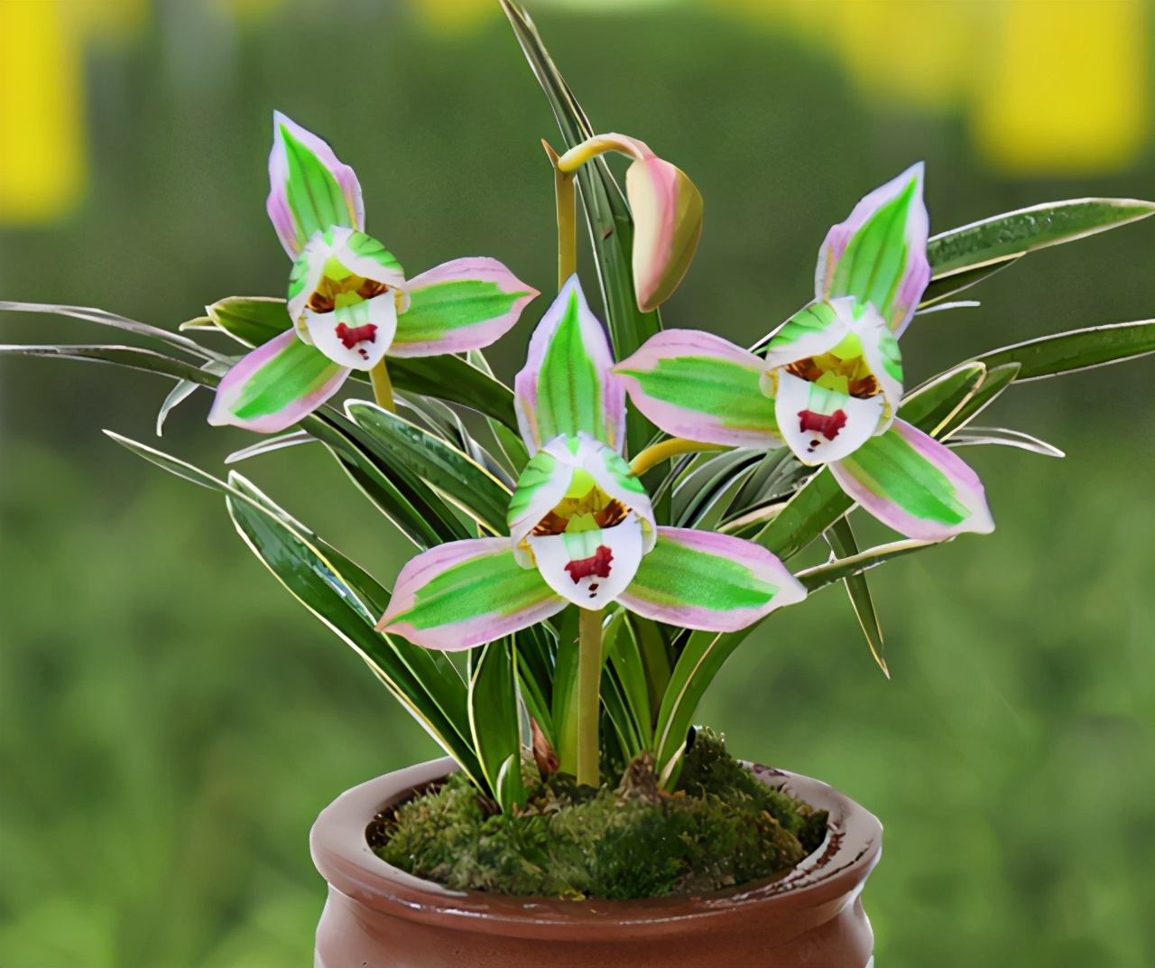 兰中极品“帝王妃”，花开双色，兰香浓郁，极具帝王气息