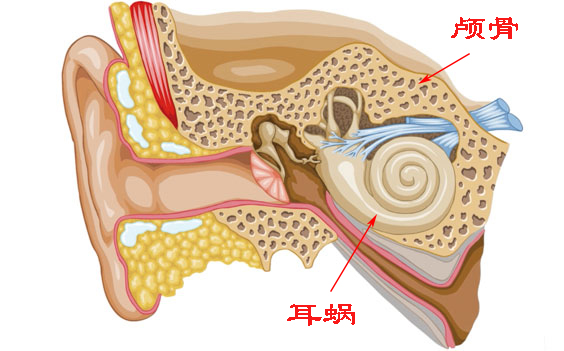 为什么录音感觉自己的声音不好听,为什么听录音会觉得自己声音难听