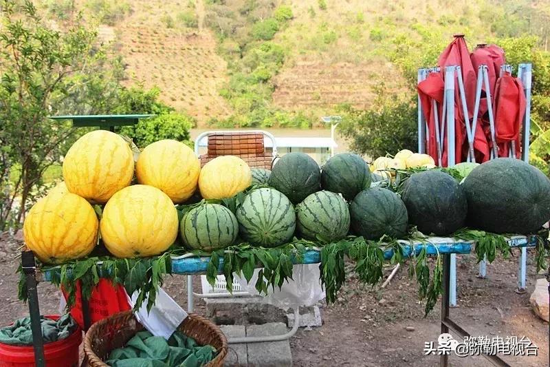 弥勒千亩西瓜熟了!黄心瓜、红心瓜、小香瓜…你喜欢哪种?