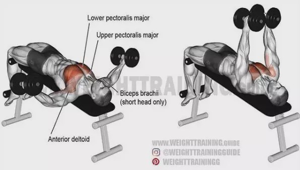 胸肩背臂腿腹训练动作,腰臀肌肉训练方法
