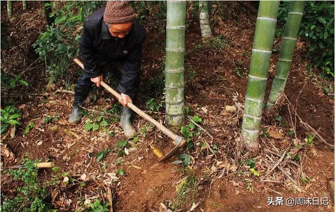 这个季节最好吃的竹笋,正宗武夷山冬笋