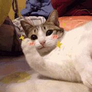 氛围感治愈温柔猫咪图片2张,带有人物与猫咪的温馨治愈图