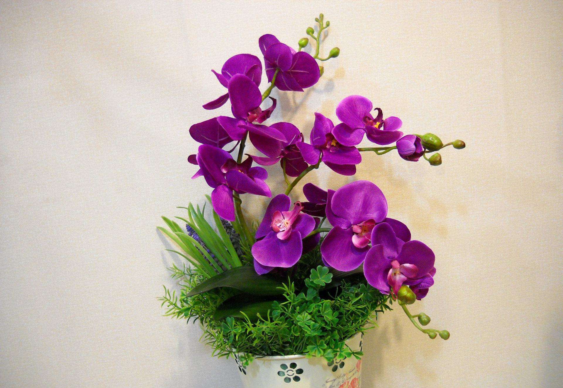 蝴蝶兰不用水苔只用石头,新手入门蝴蝶兰买了二十多盆了