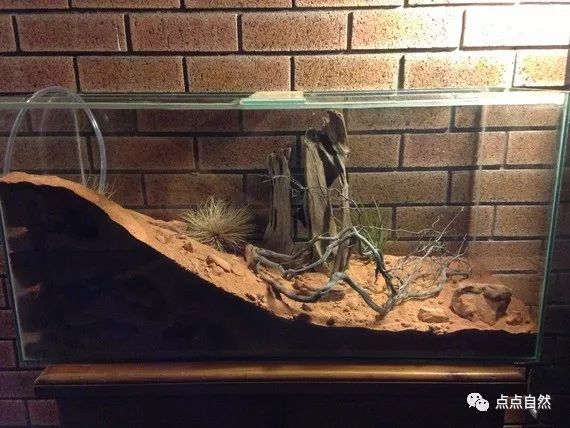 宠物蚂蚁基础知识,宠物蚂蚁怎么养新手教程