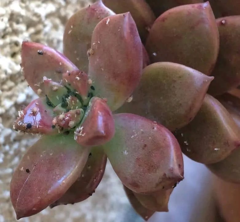 在家消灭蚧壳虫最简单的方法,蚧壳虫特别多怎么消灭