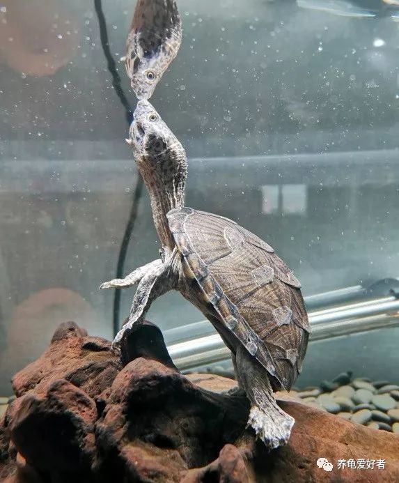 什么品种的龟不怕人,龟一直怕我怎么办