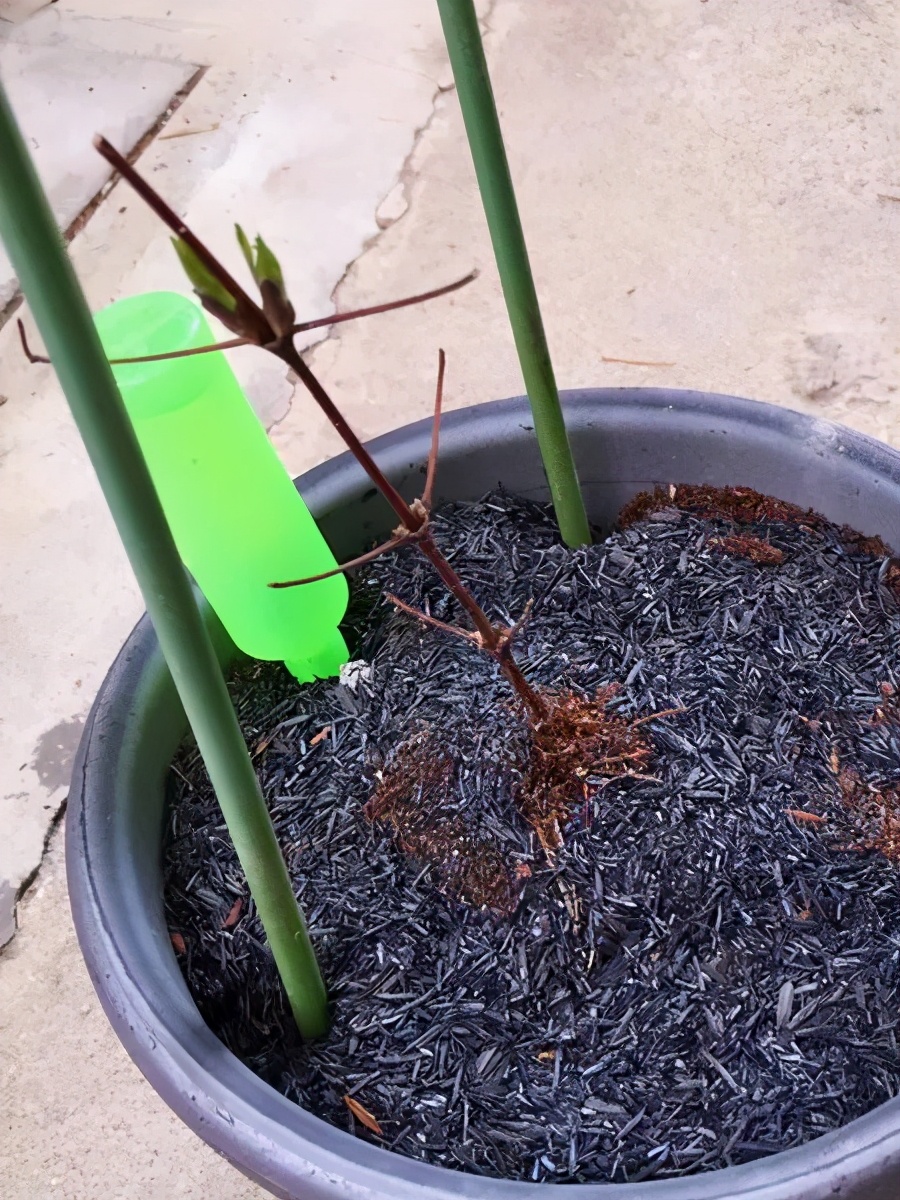 铁线莲春季萌芽后肥水管理,铁线莲大苗春季换盆的正确方法