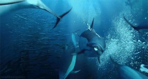 我国科学家首次在南海发现鲸落,南海首次发现鲸落代表什么