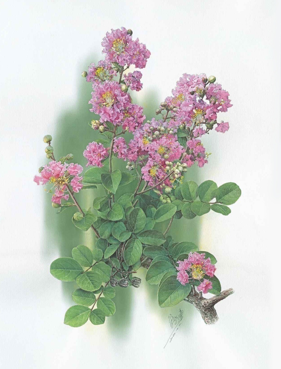 濒危稀有植物绘画,八大濒危珍稀植物