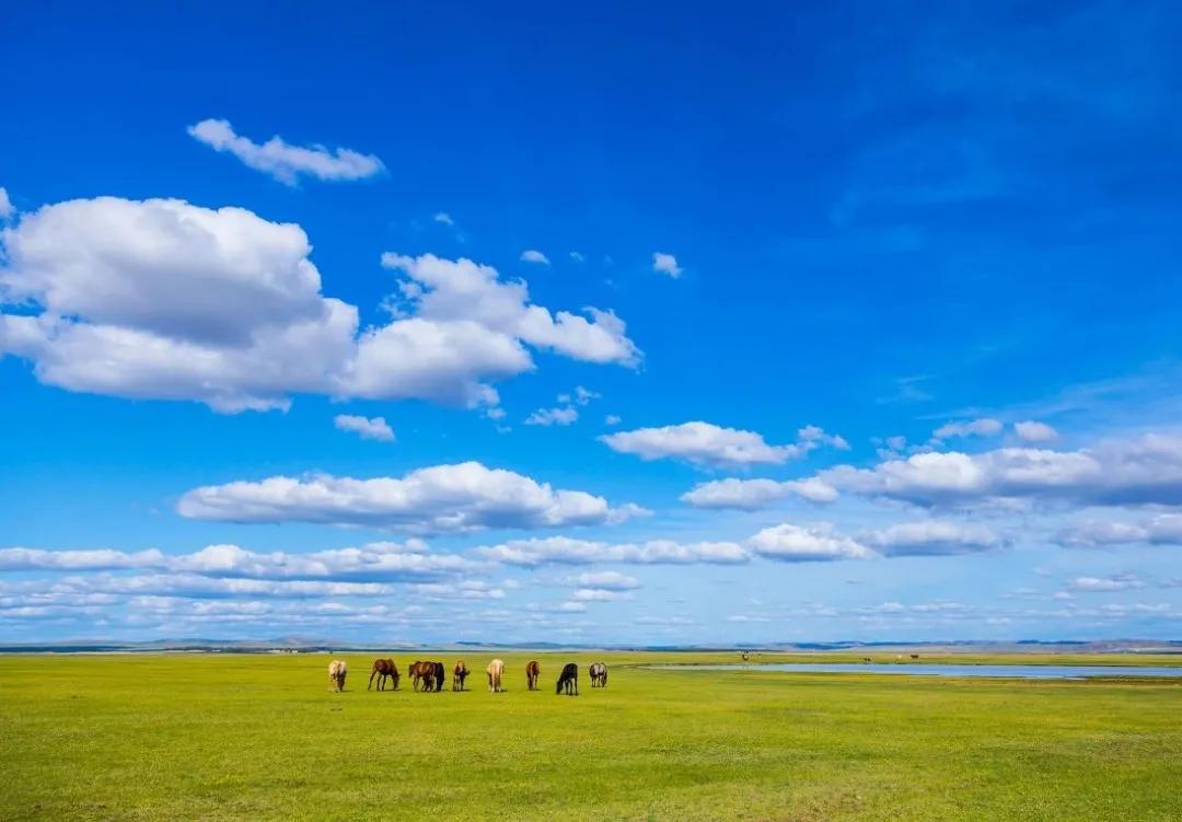 八月的呼伦贝尔大草原,辽阔的呼伦贝尔大草原风景