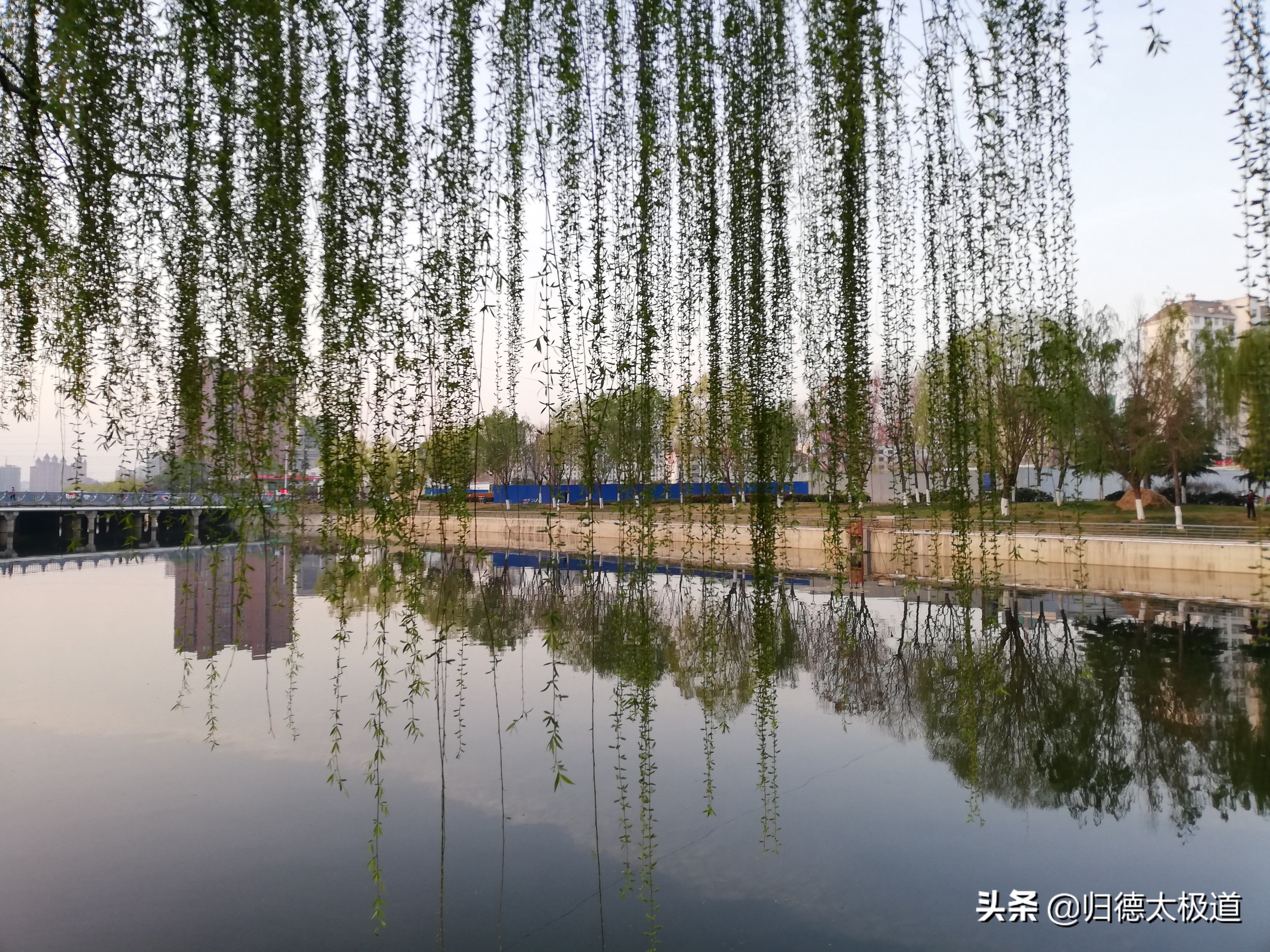 “东风袅，蝶花妖，俏蕊风流自艳摇”。少有人欣赏，它是谁？