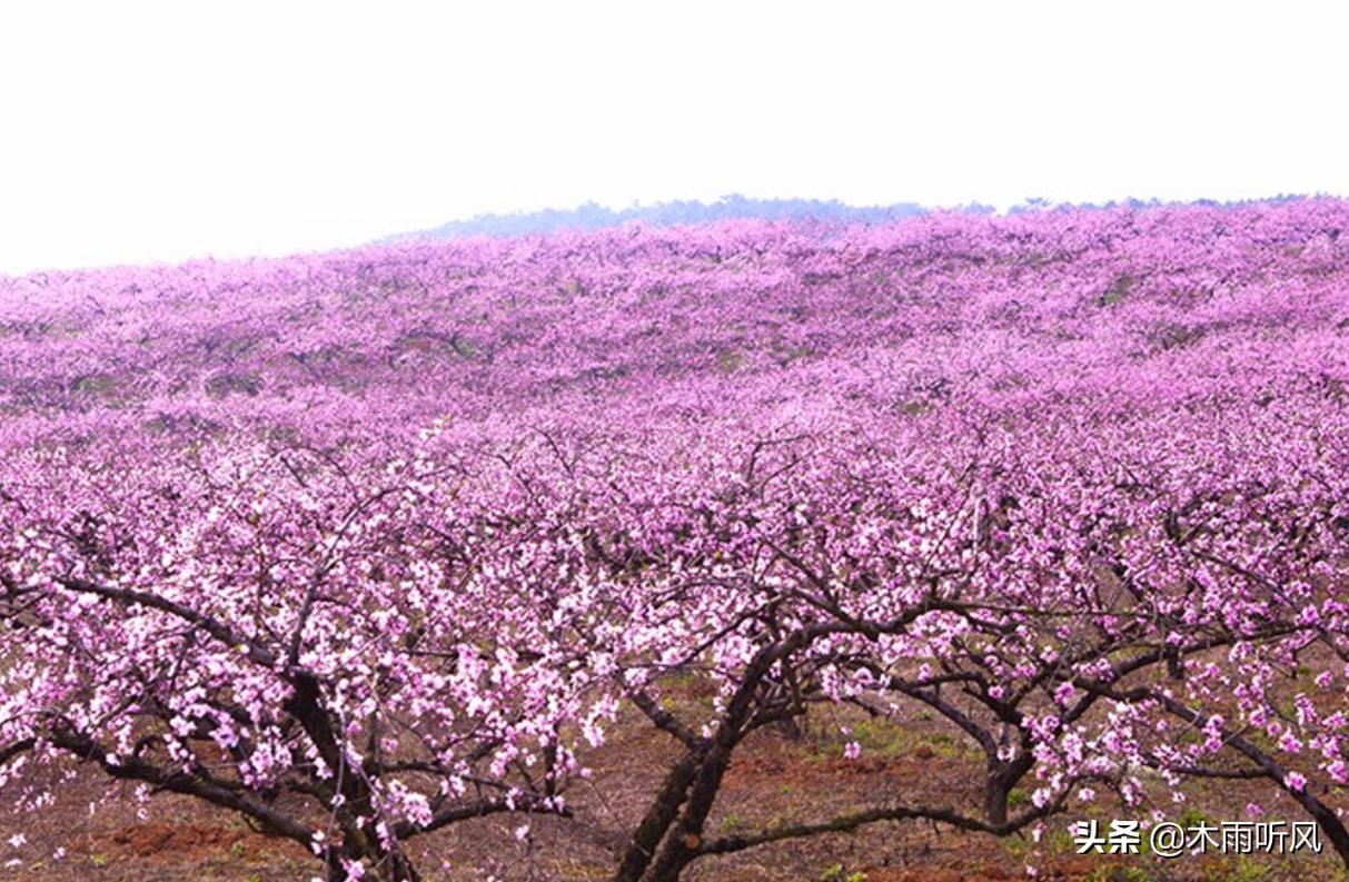 种植桃如何增产,桃树产量低怎么办