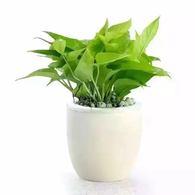 消除新房甲醛的是哪种盆景植物,吸附甲醛最好植物